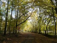 Forêt de Bellebranche